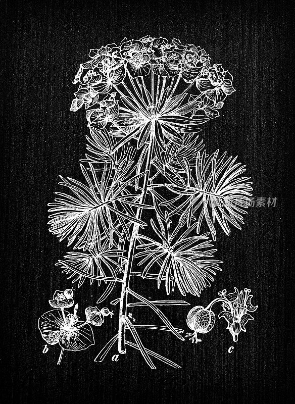 植物学植物仿古雕刻插画:cyparissias (cypress spurge)